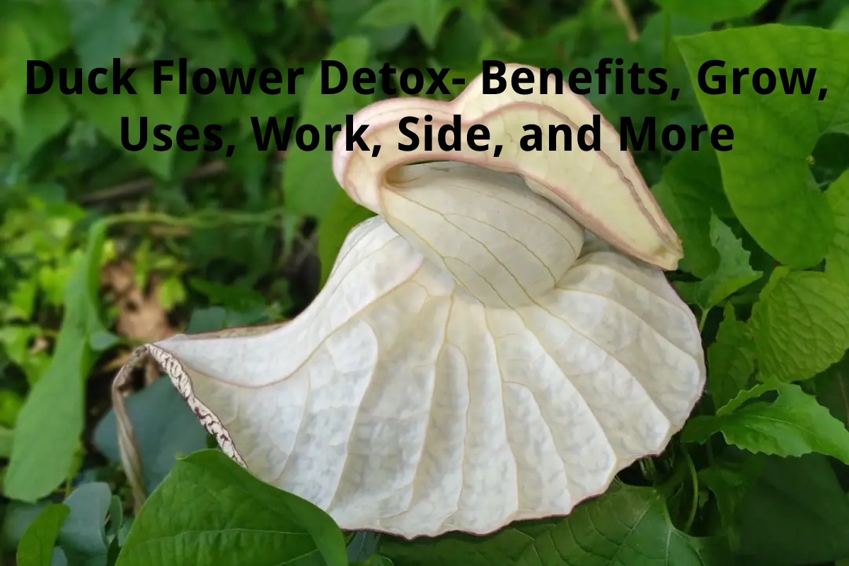Duck Flower Detox Benefits, Grow, Uses, Work, Side, and More