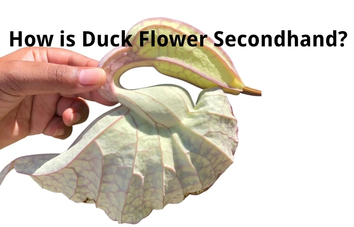 How is Duck Flower Secondhand?
