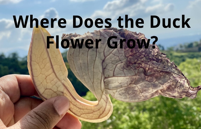 Where Does the Duck Flower Grow?