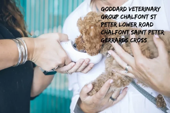 Goddard Veterinary Group Chalfont St Peter Lower Road Chalfont Saint Peter Gerrards Cross