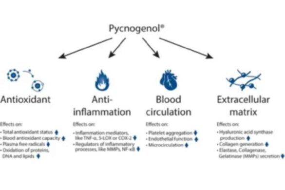 Pycnogenol Revolutionizing Anti Aging